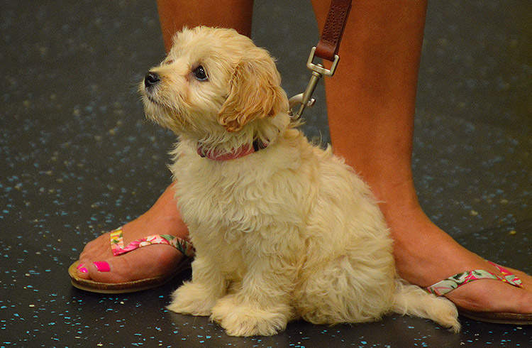 Service Dog Training